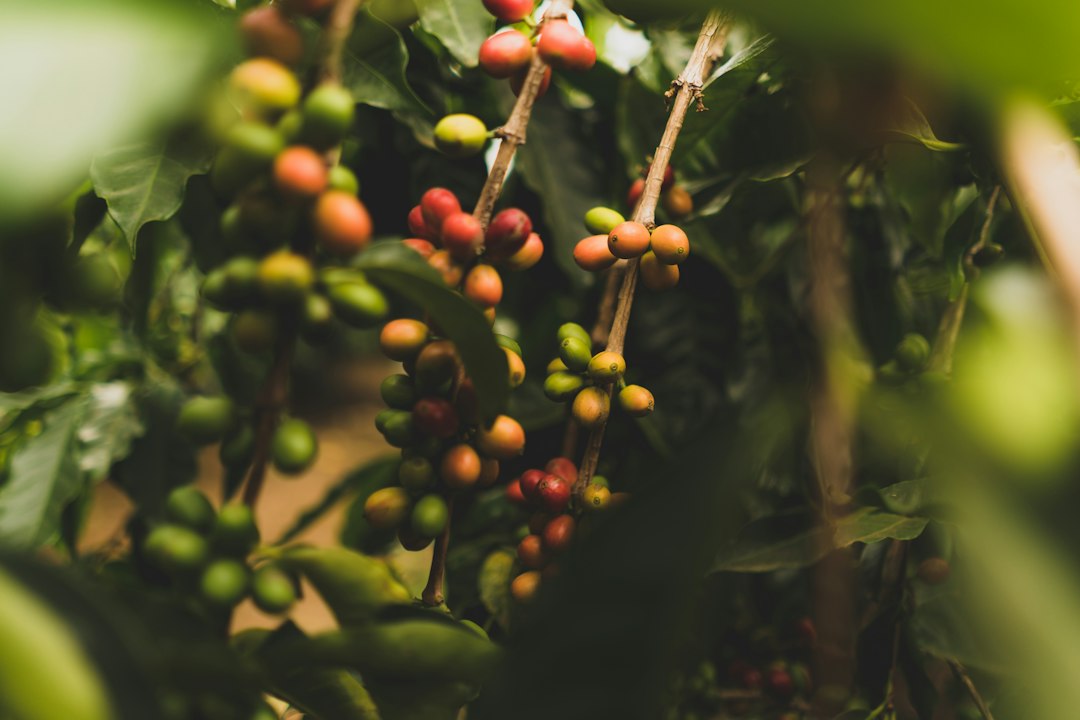 Coffee plants with green leaves growing on a small coffee farm