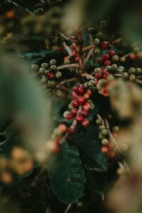 Close-up of dark roasted organic coffee beans