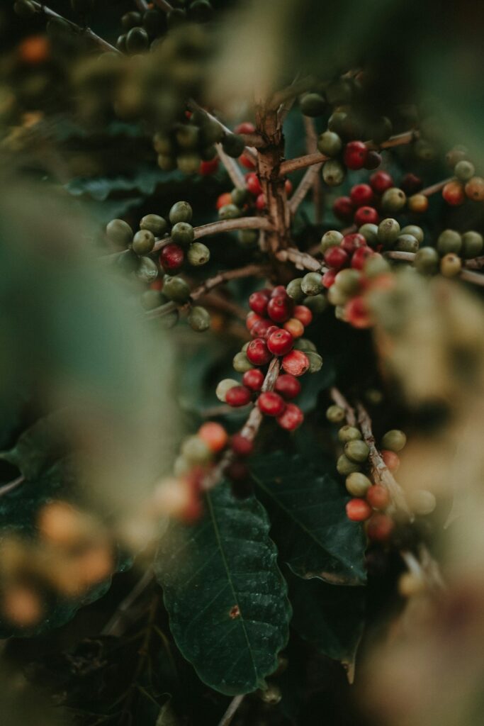 Close-up of dark roasted organic coffee beans