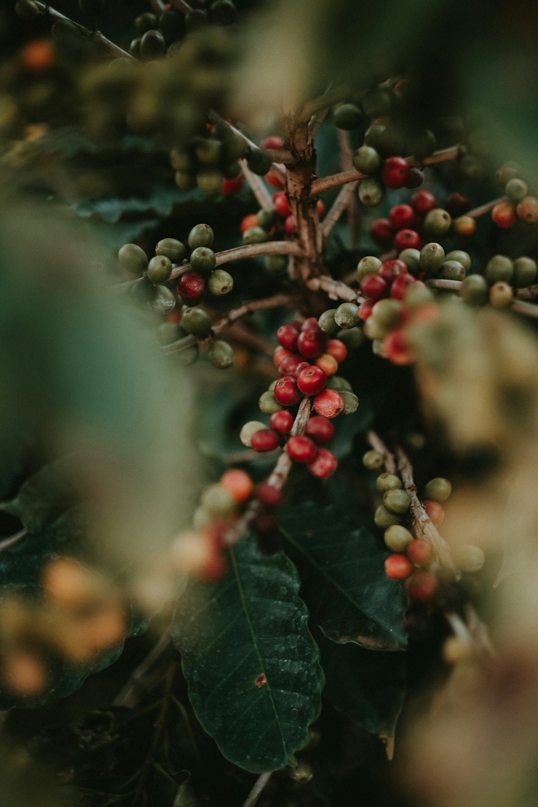 Close-up of dark roasted organic coffee beans