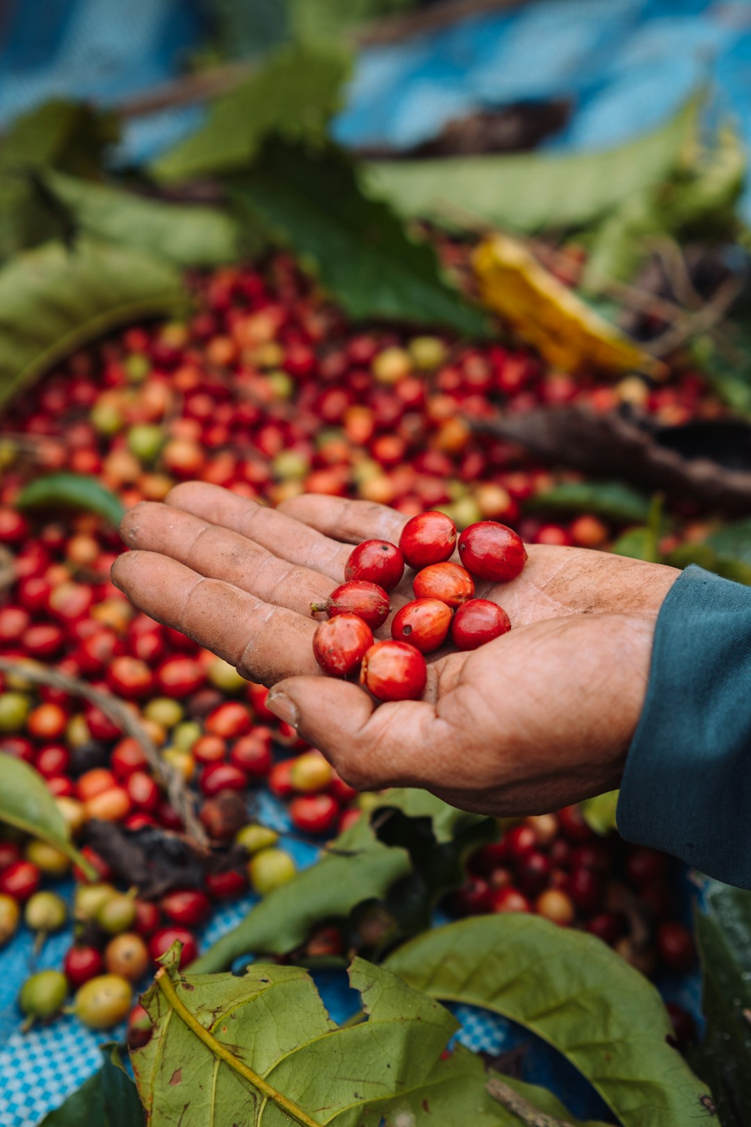 Ripe red coffee cherries growing on a coffee plant