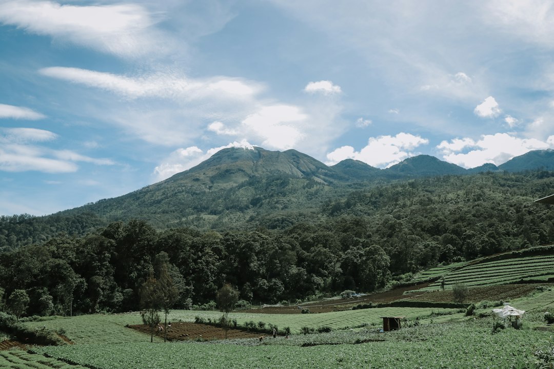 Lush tropical landscape of a coffee growing region with mountains in background