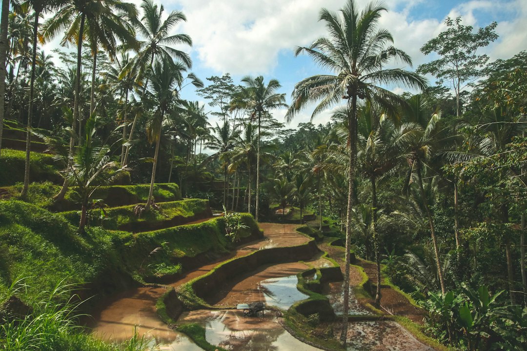 Coffee farm surrounded by tropical forest