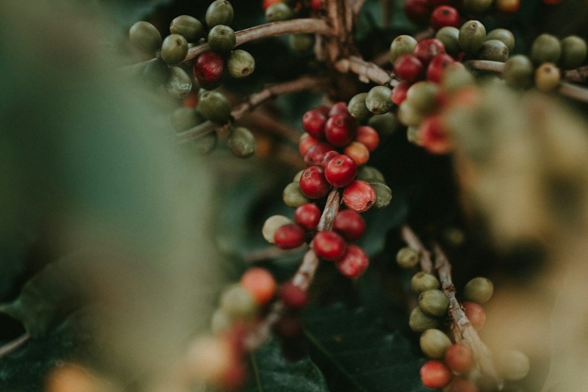 Close-up of dark roasted organic coffee beans